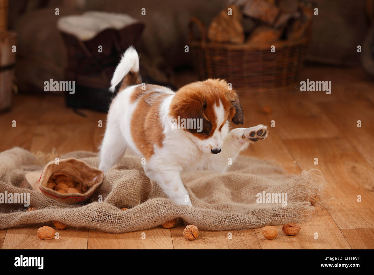 Kooikerhondje puppy playing with walnuts Stock Photo