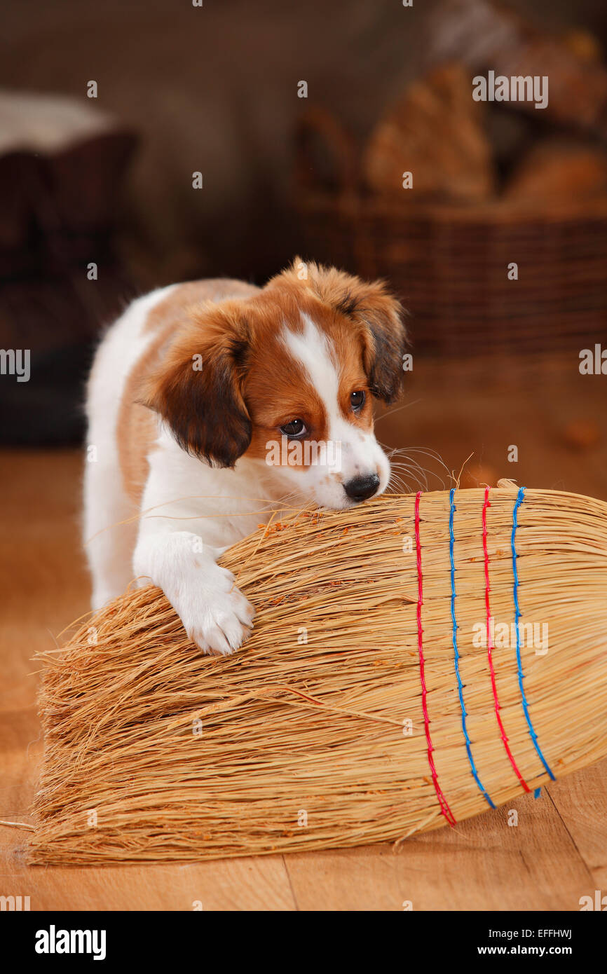 Kooikerhondje puppy playing with broom Stock Photo