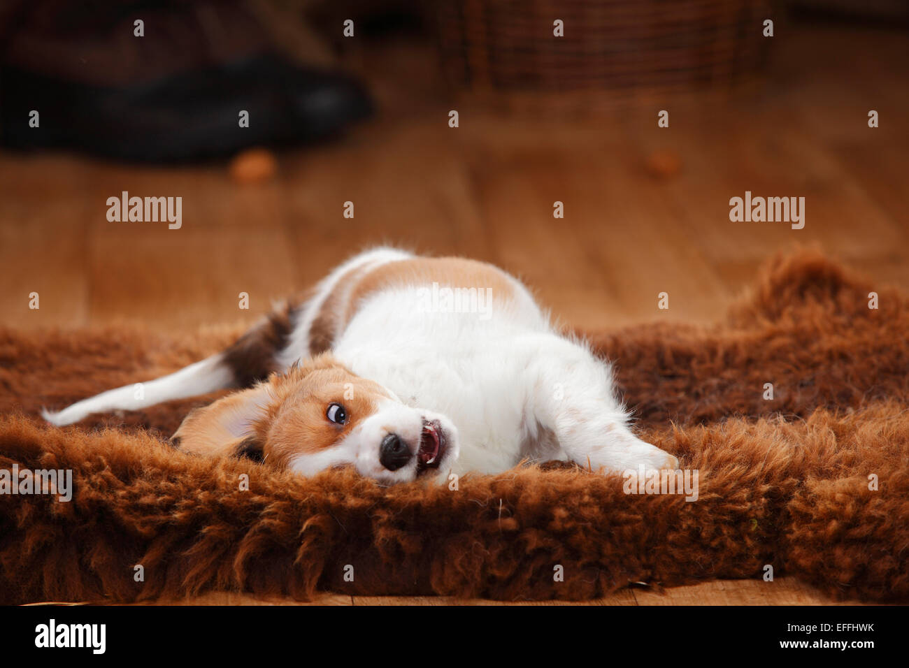 Kooikerhondje puppy rolling around on sheepskin Stock Photo