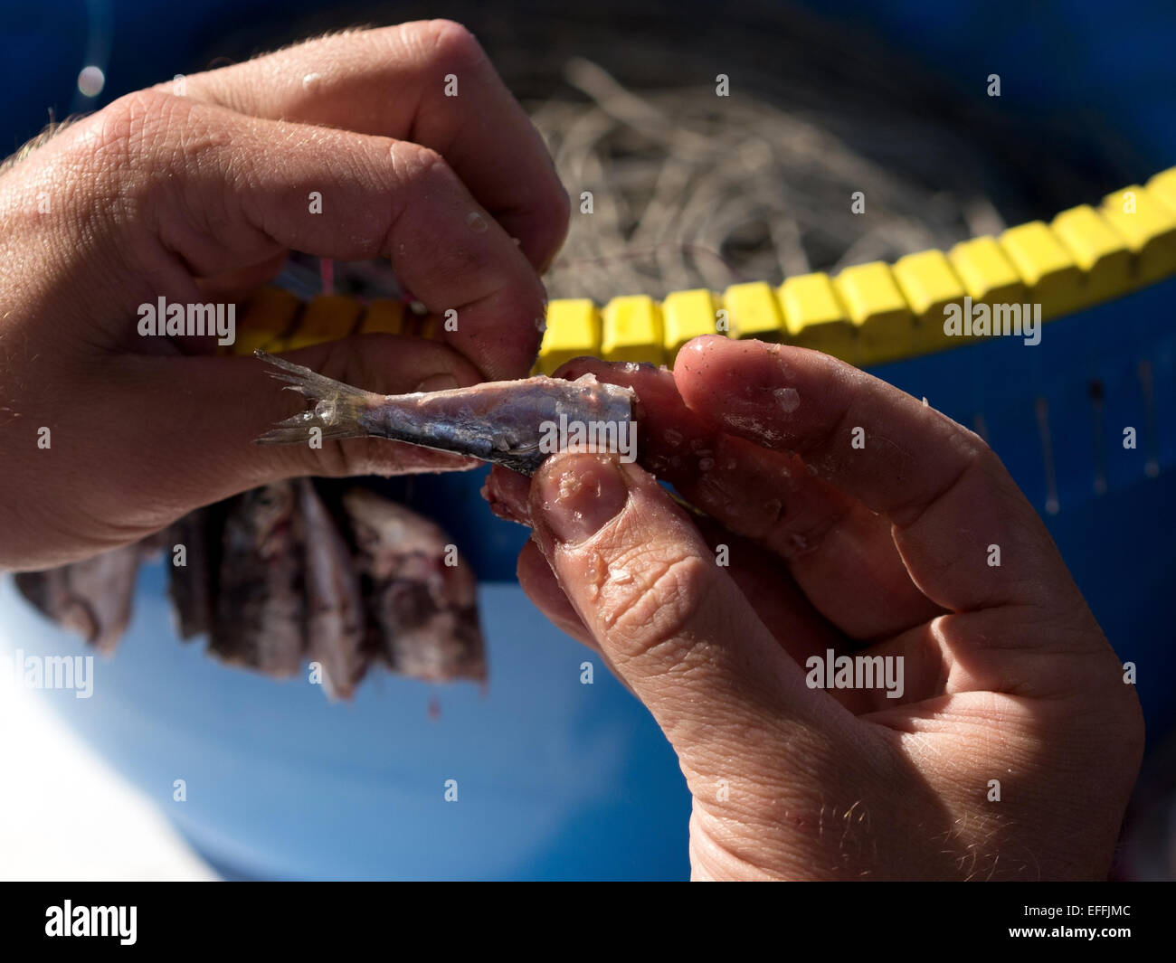 Fisherman preparing long line fishing tool with sardines Stock