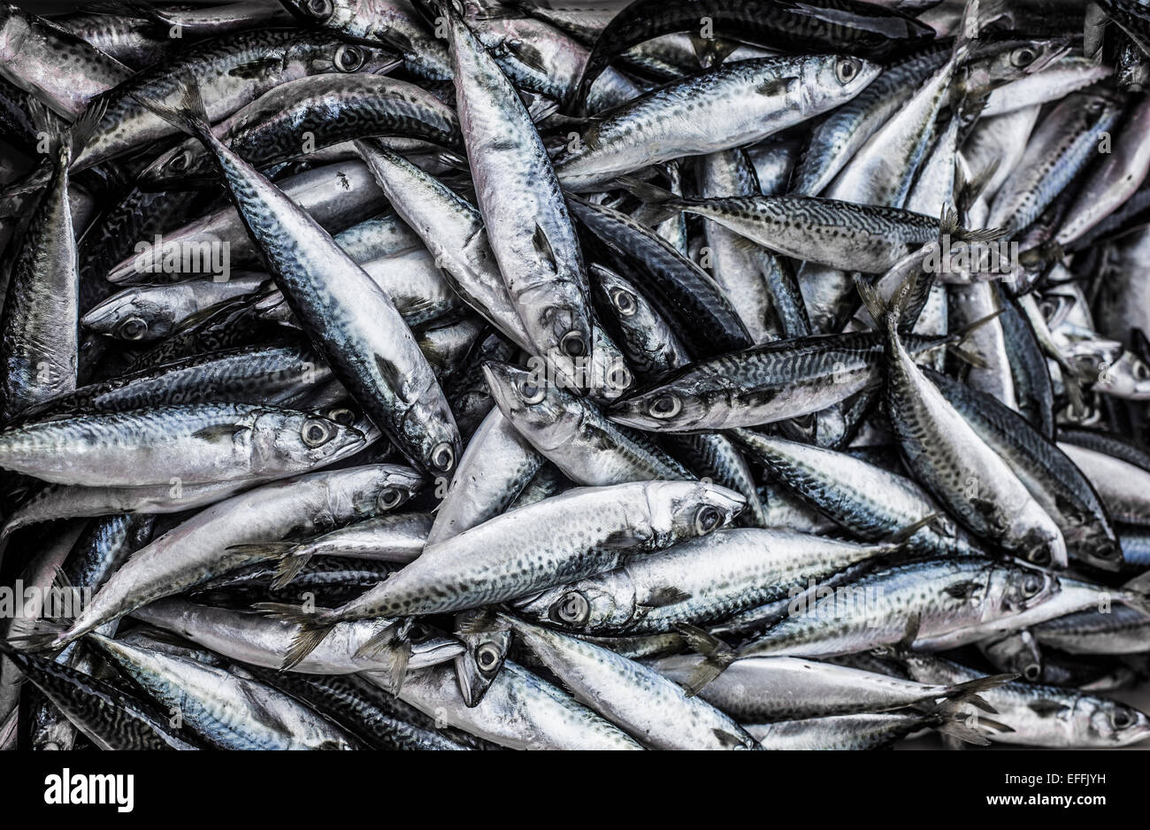 Portugal, Sagres, mackerel fish Stock Photo Alamy