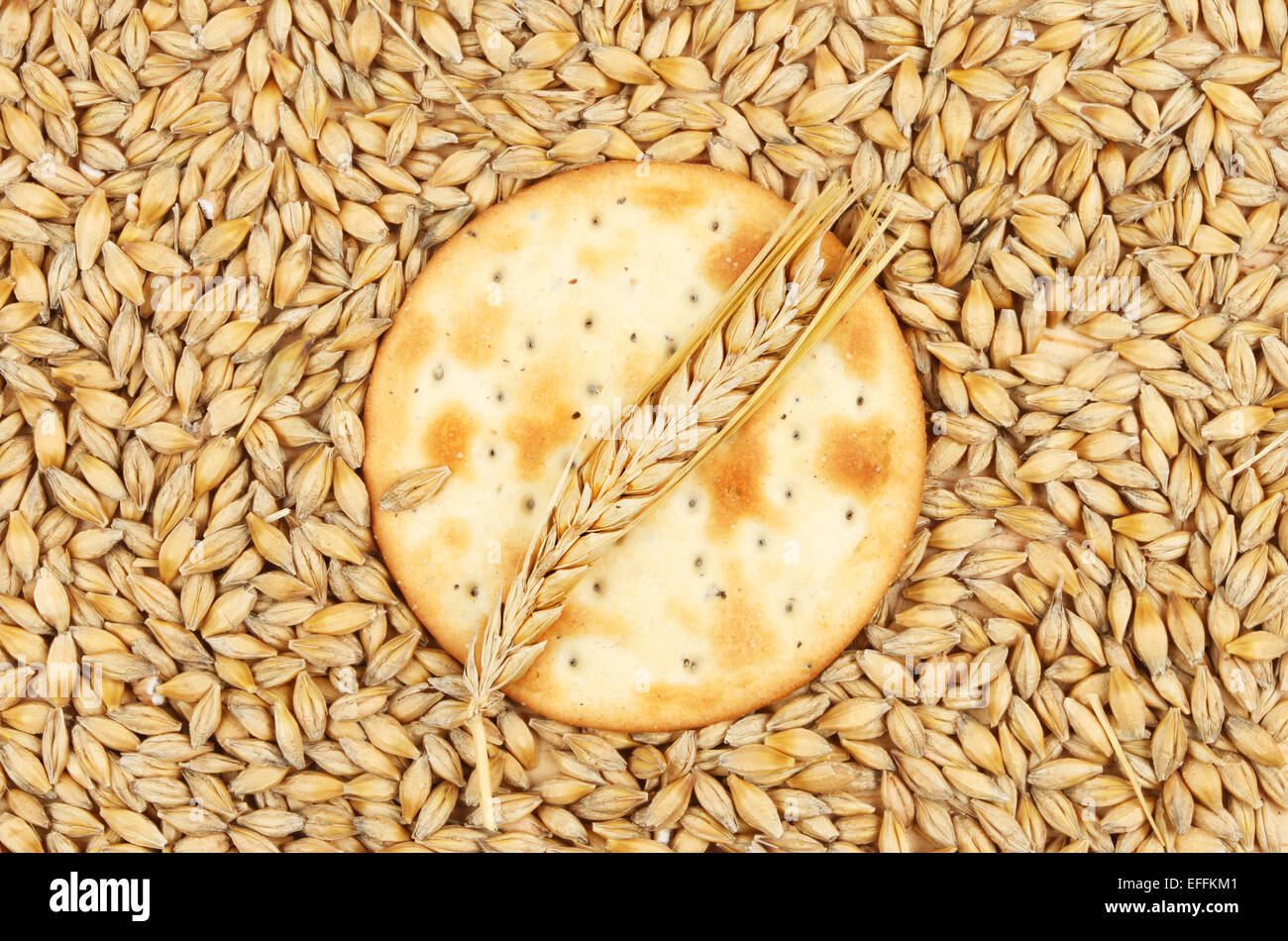 Cheese biscuit with a wheat ear surrounded by grains of wheat Stock Photo