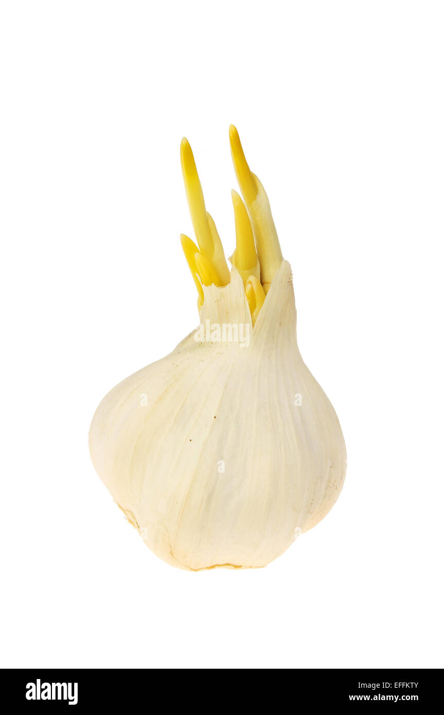 Sprouting garlic bulb isolated against white Stock Photo