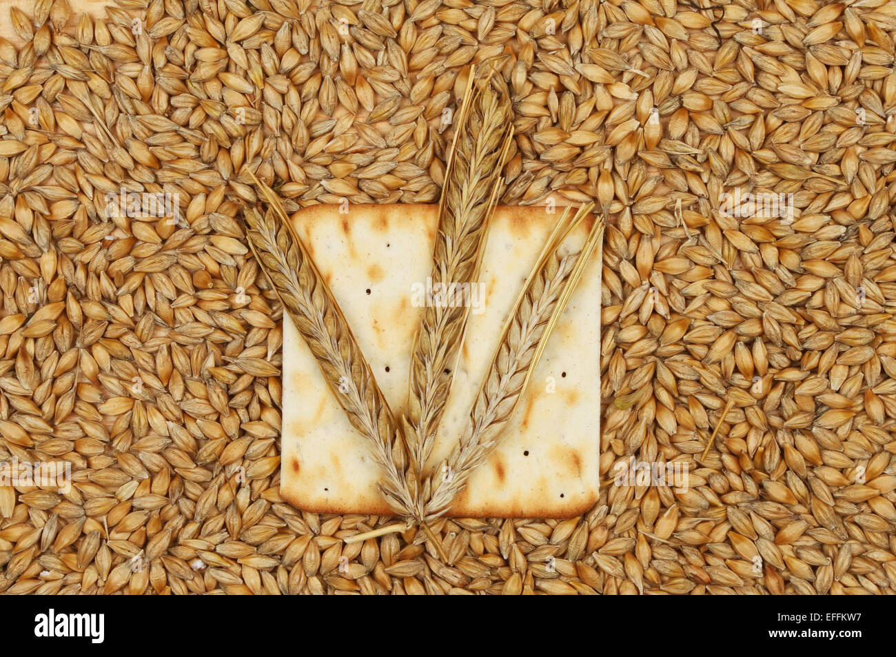Ears of wheat on a biscuit surrounded by grains of wheat Stock Photo