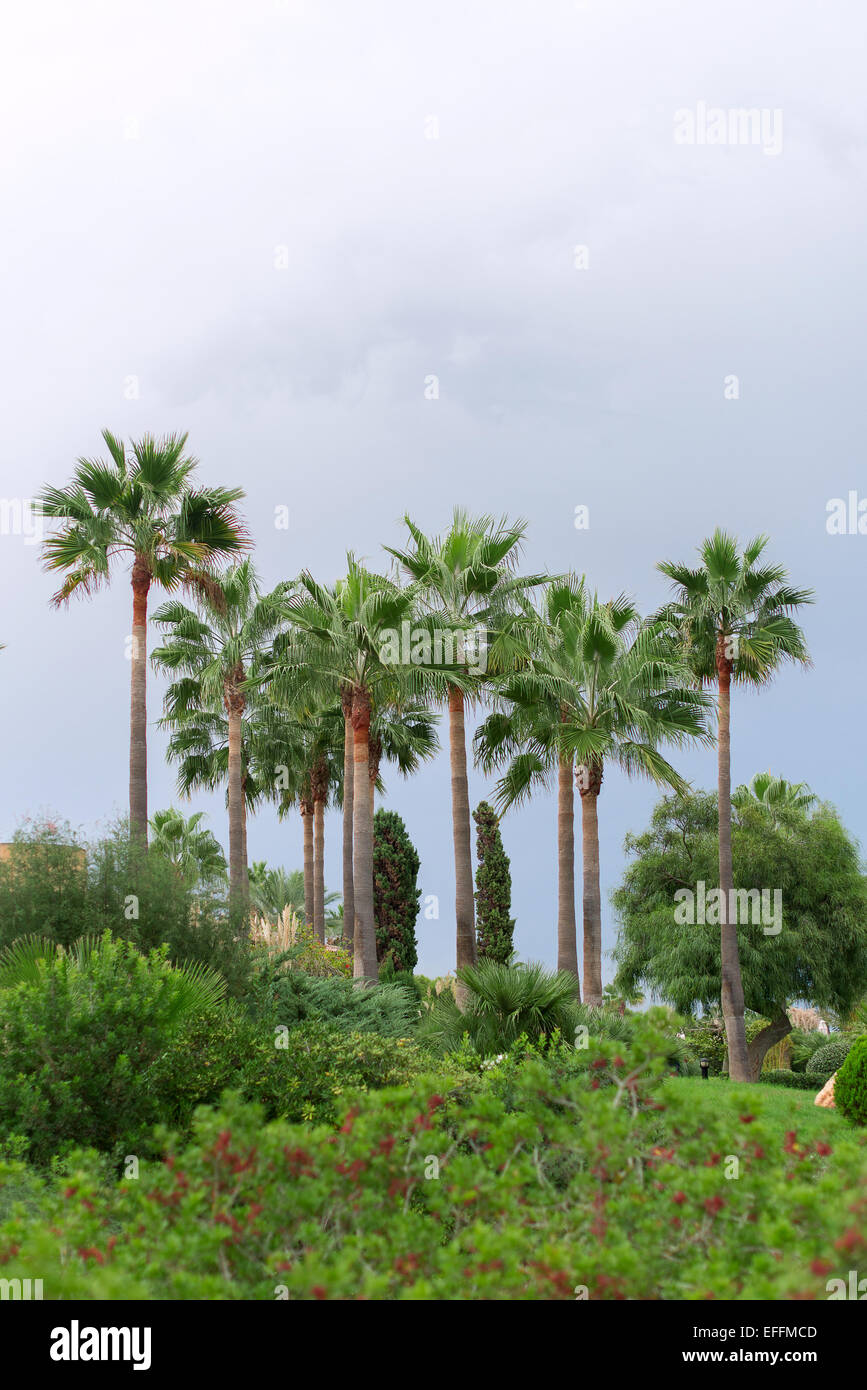 Trees in tropic hi-res stock photography and images - Alamy