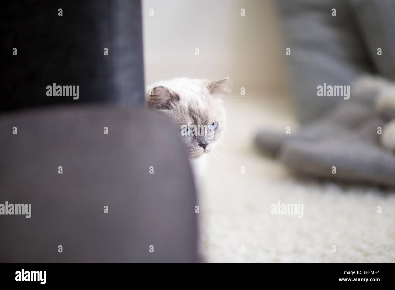 Longhair cat hiding behind a couch Stock Photo Alamy