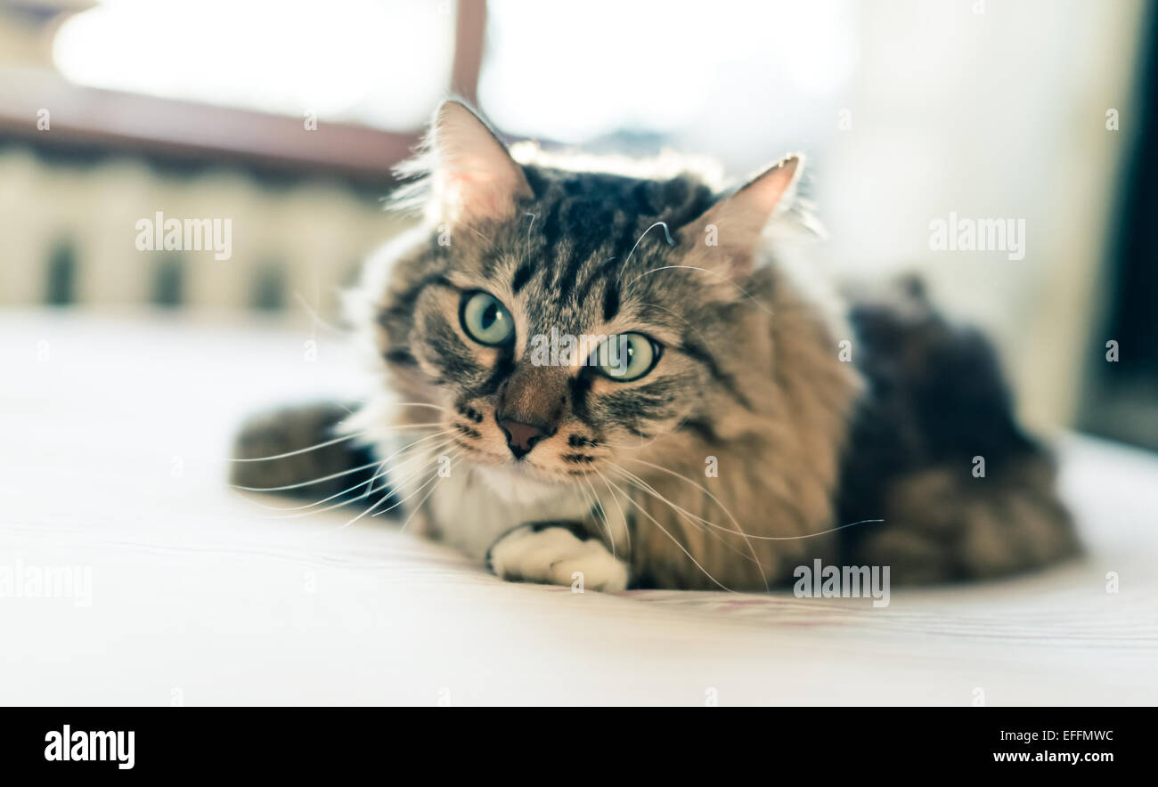 Grey cat lying on bed Stock Photo - Alamy