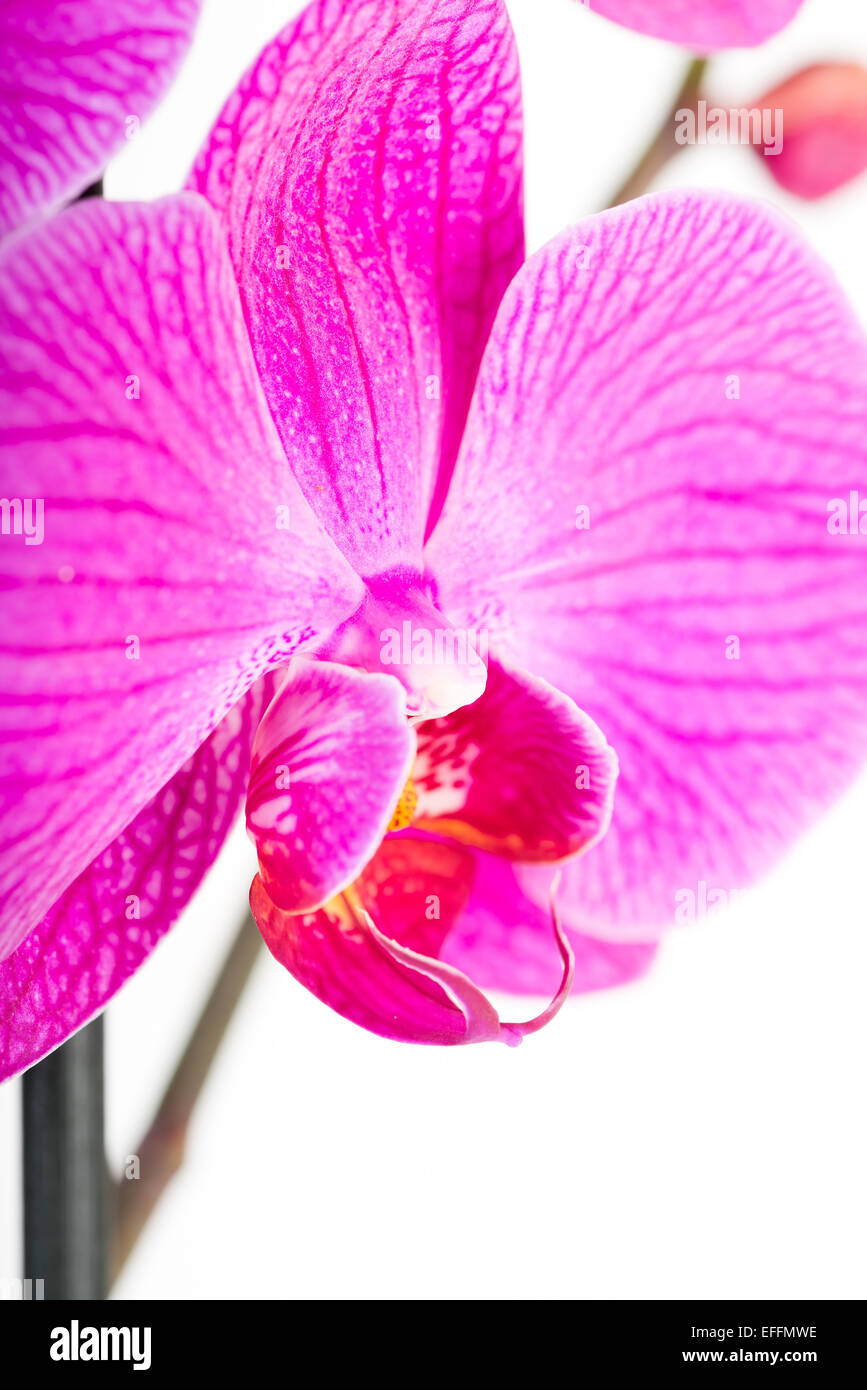 Tropical pink orchid isolated over white background Stock Photo - Alamy