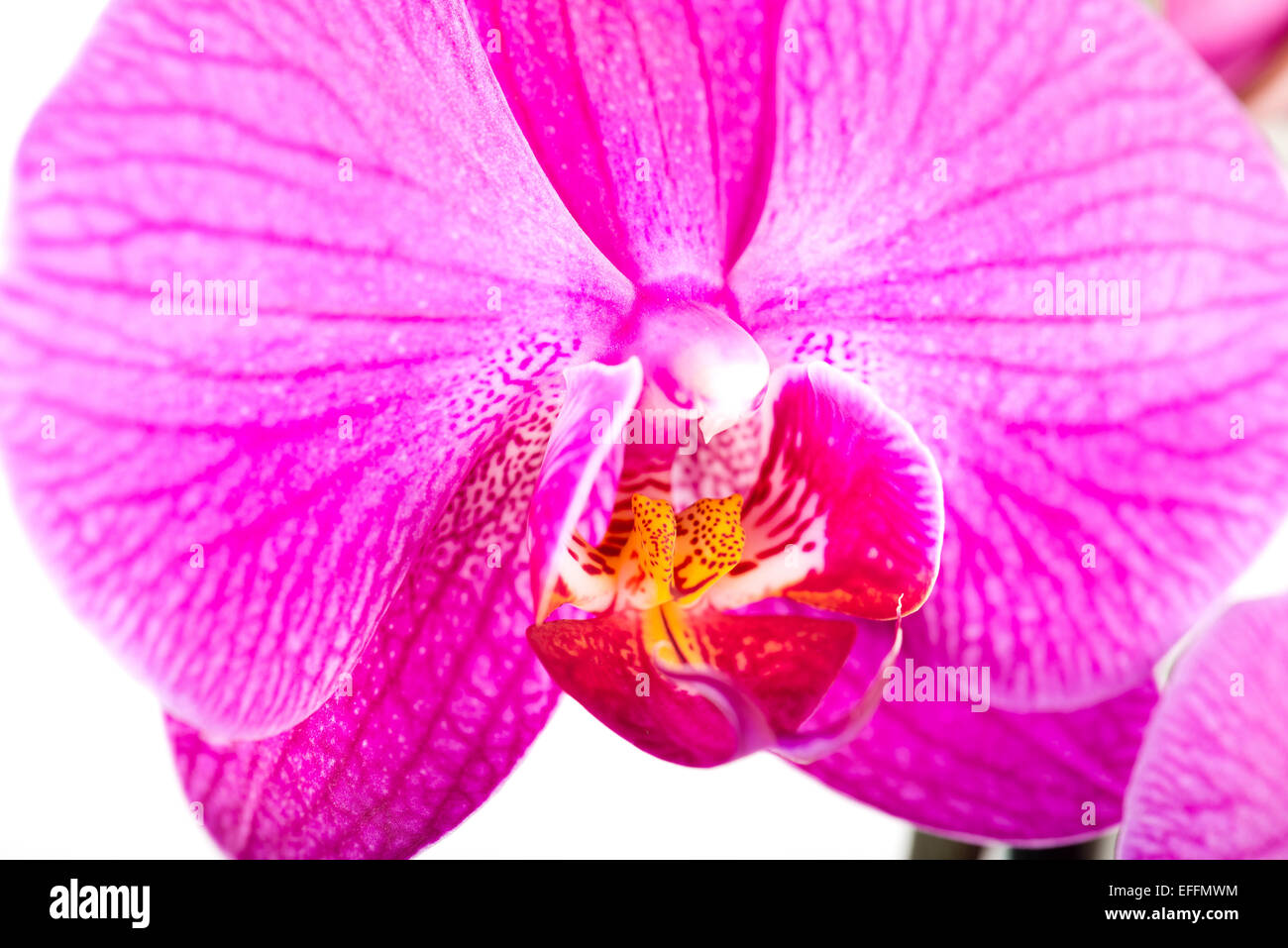 Tropical pink orchid isolated over white background Stock Photo - Alamy