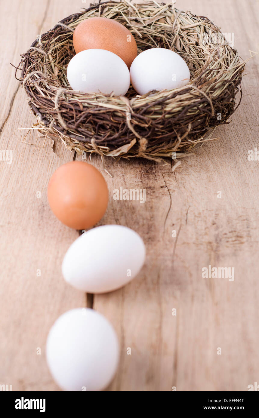 Brown egg and white eggs in a nest Stock Photo - Alamy