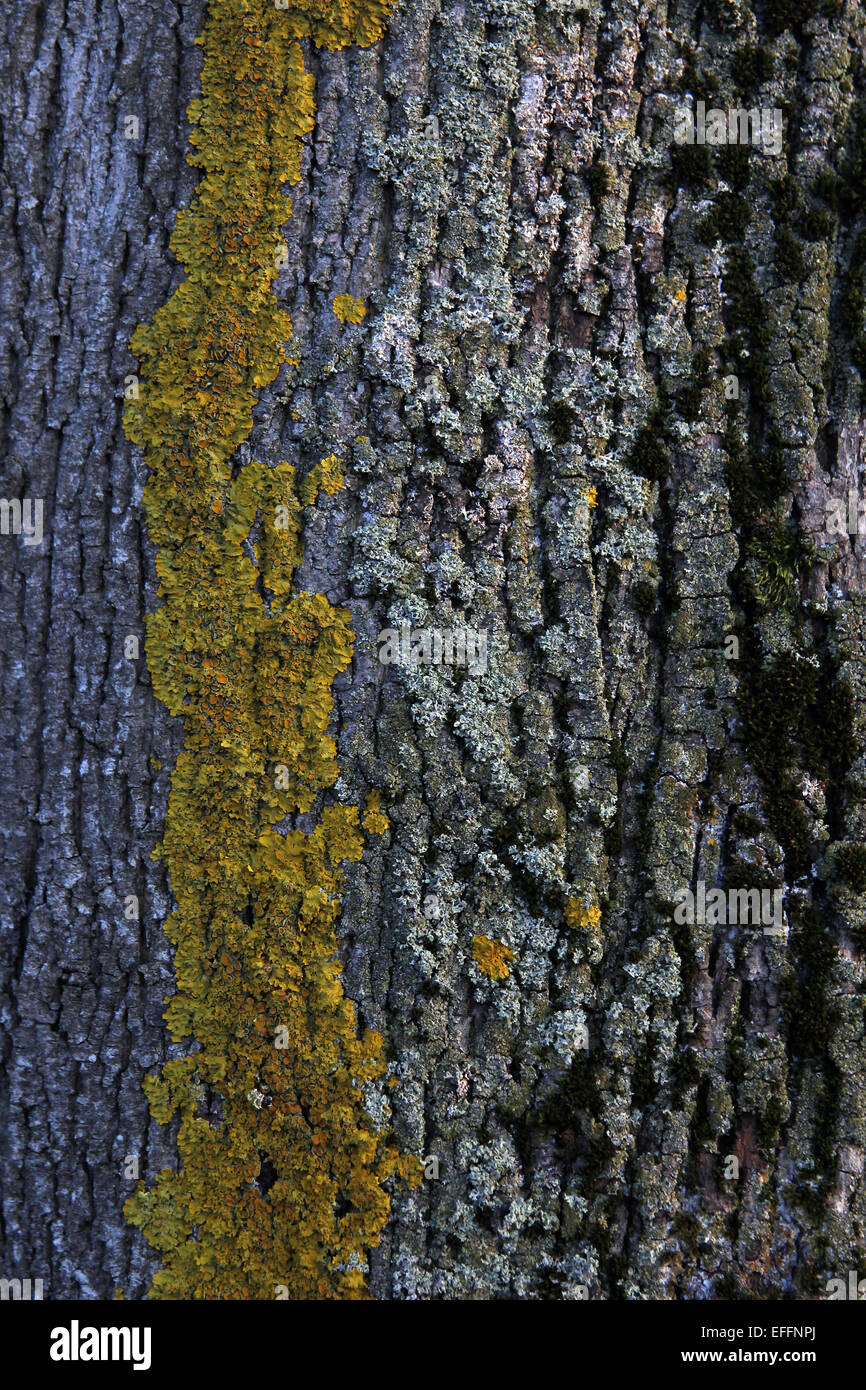 Old moss covered beech tree hi-res stock photography and images - Alamy