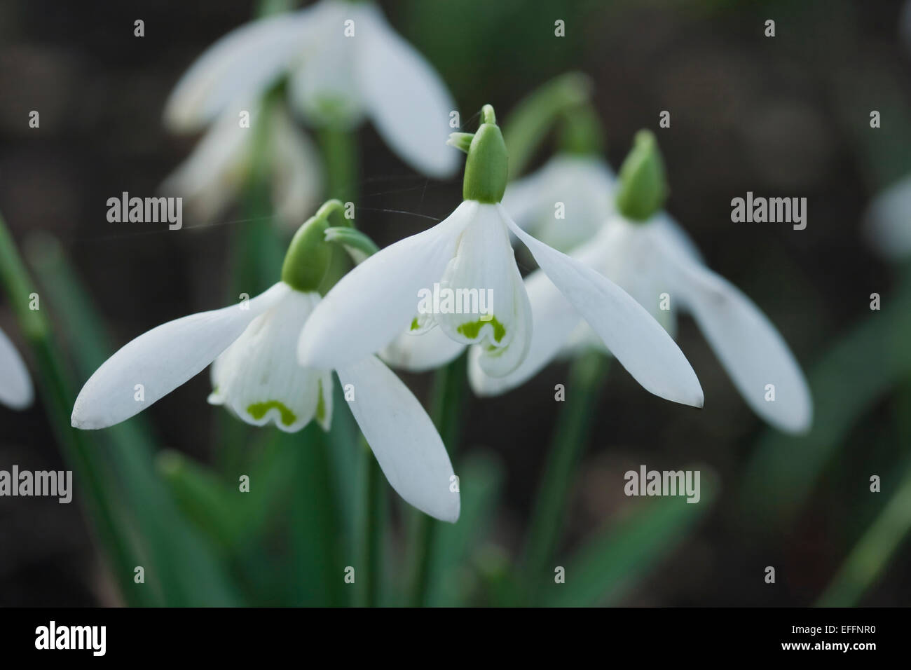Galanthus x Allenii dates from 1890 when it was discovered in James Allen's famous  snowdrop garden in Somerset, United Kingdom. Stock Photo