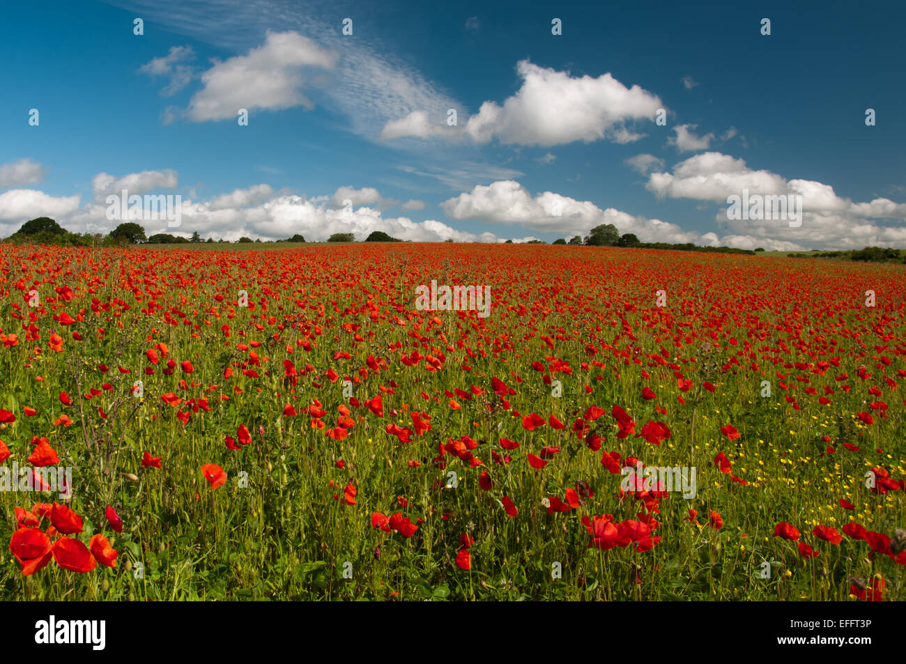 A field of poppies Stock Photo - Alamy