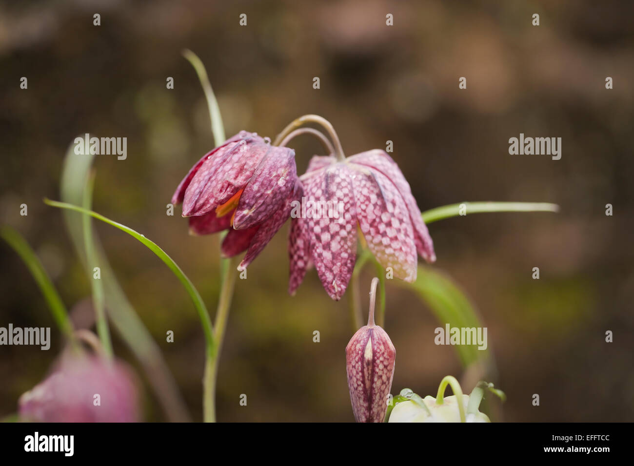 Fritillaria meleagris (Snakeshead fritillary) with raindrops. April. South Devon, UK. Stock Photo