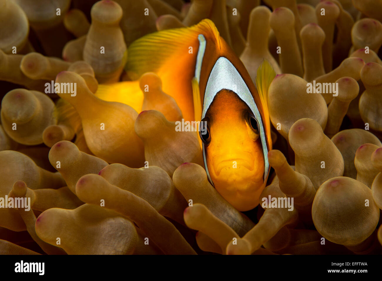 Egypt, Red Sea, Red Sea anemonefish, Amphiprion bicinctus, between coral Stock Photo