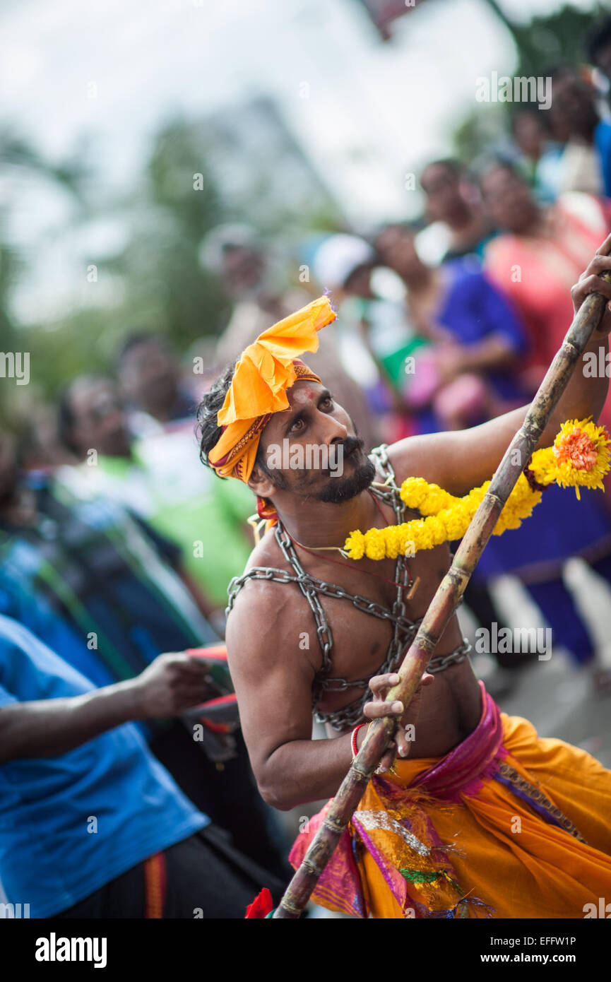 Hindu man wielding a staff and being held back with chains at Thaipusam 2015 at Batu Caves Stock Photo