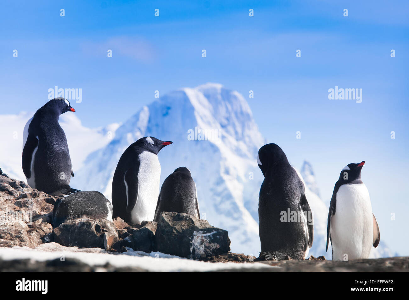 large group of penguins Stock Photo - Alamy