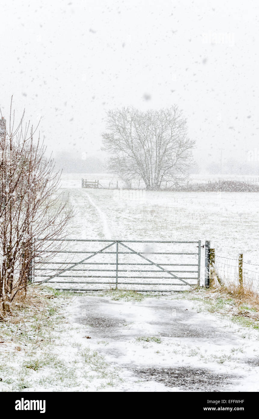 Sawston, Cambridgeshire, UK. 3rd February 2015. UK weather.  Heavy snow falls in South Cambridgeshire village. Stock Photo
