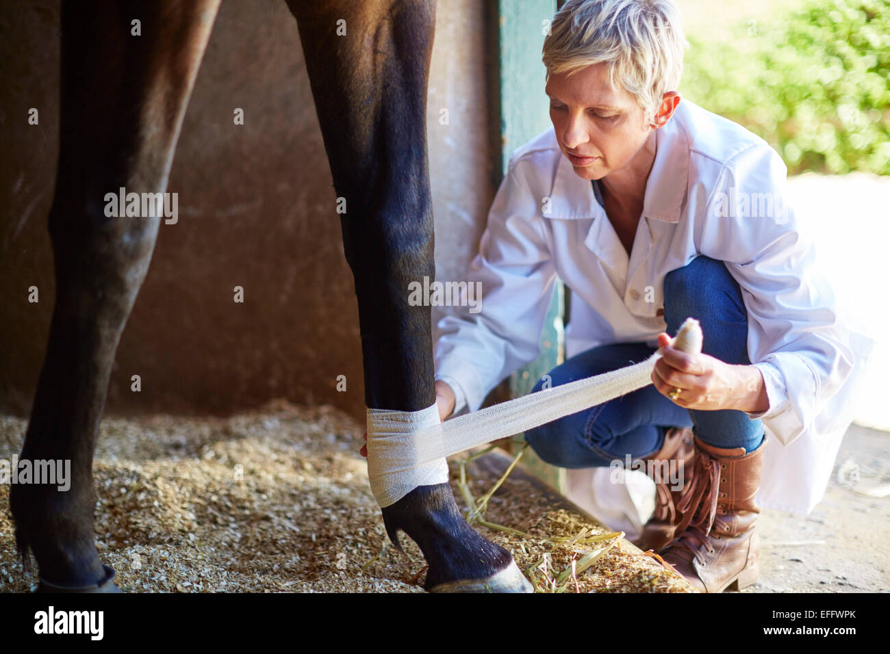 Veterinarian bandaging leg of a horse Stock Photo Alamy