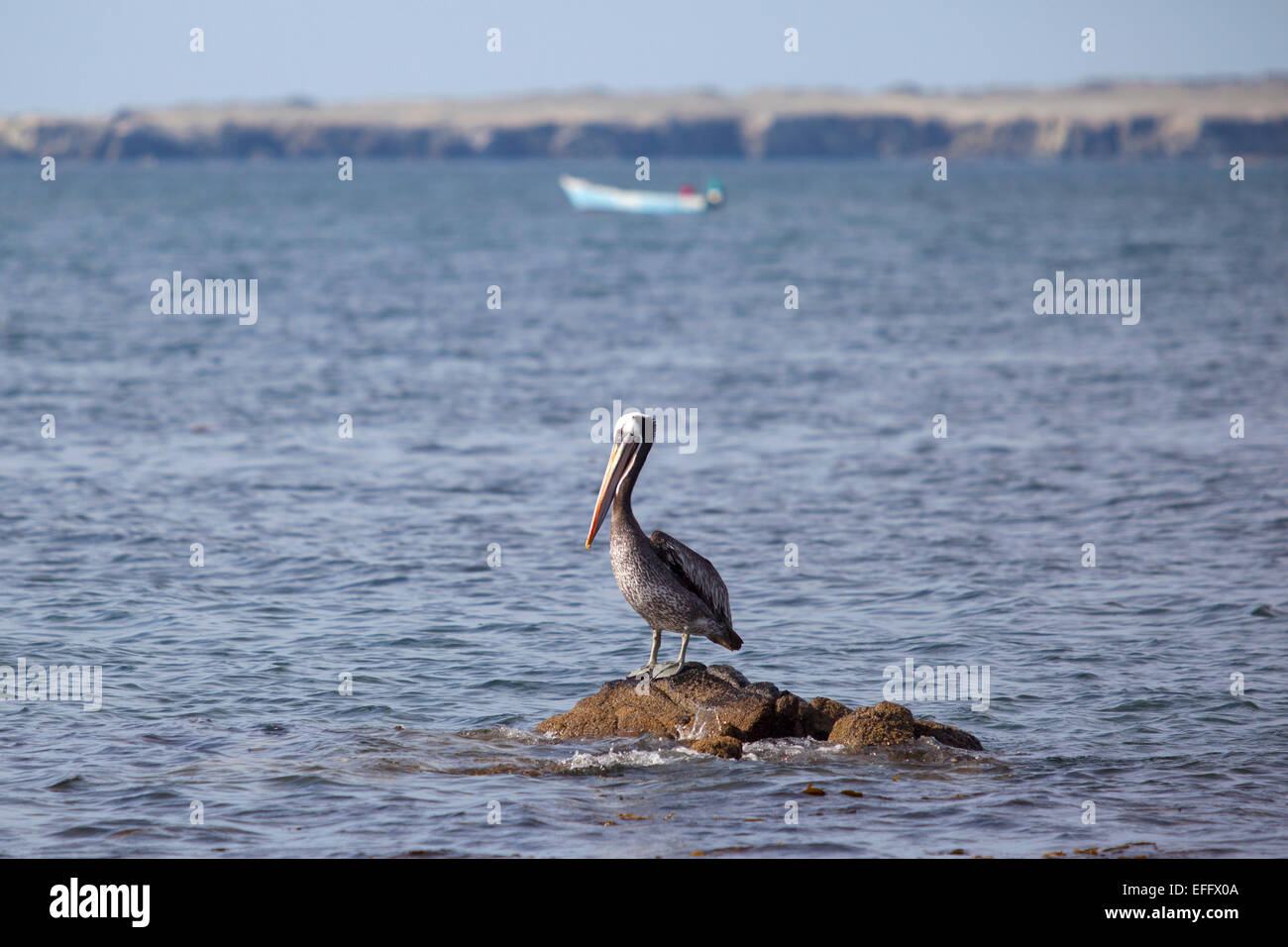 Pelican. Isla Santa Maria. Antofagasta, Chile. Stock Photo