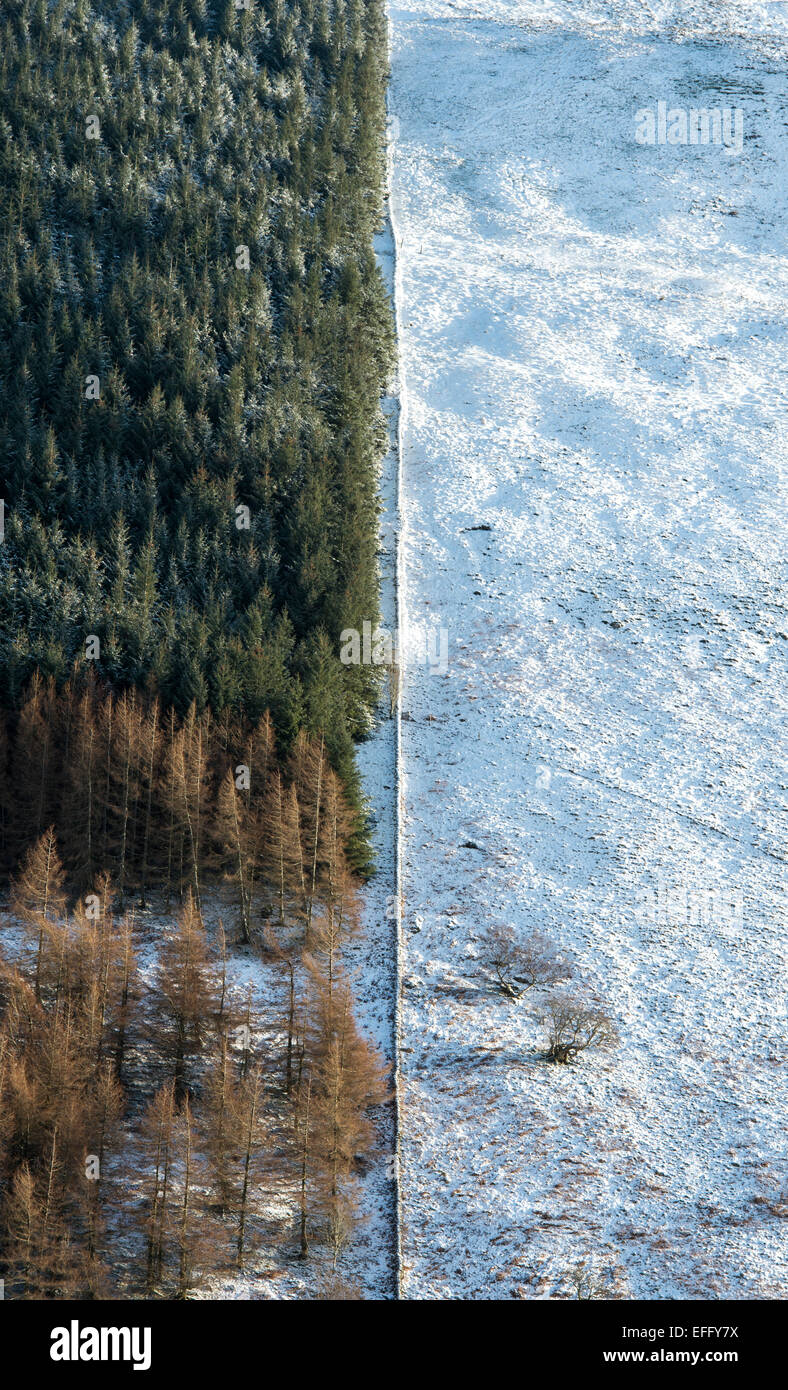 Pine trees on a mountain side next to a snow covered field. Scottish borders. Scotland Stock Photo