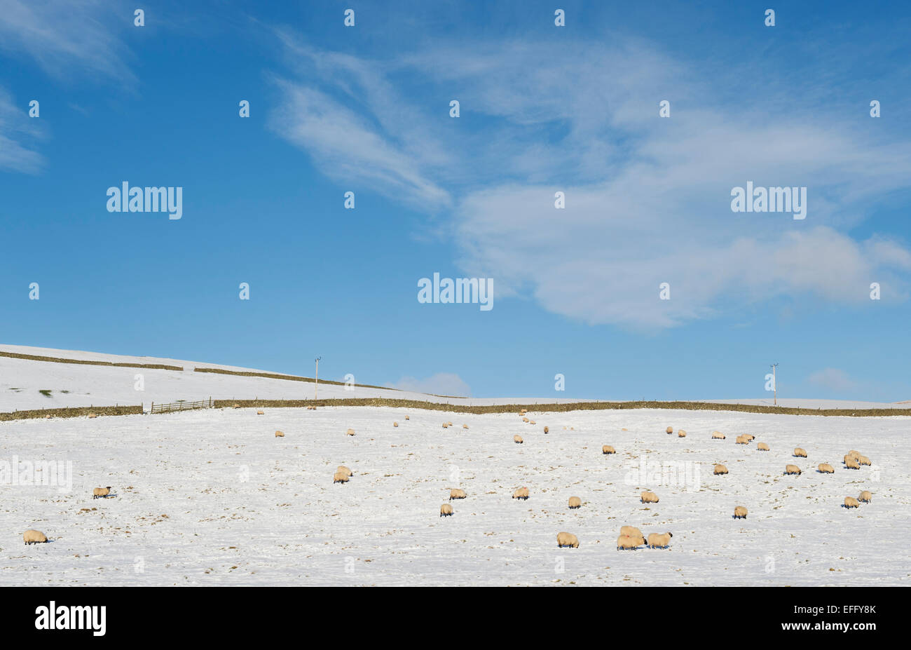 Sheep in a snowy field in winter. Scottish borders. Scotland Stock Photo