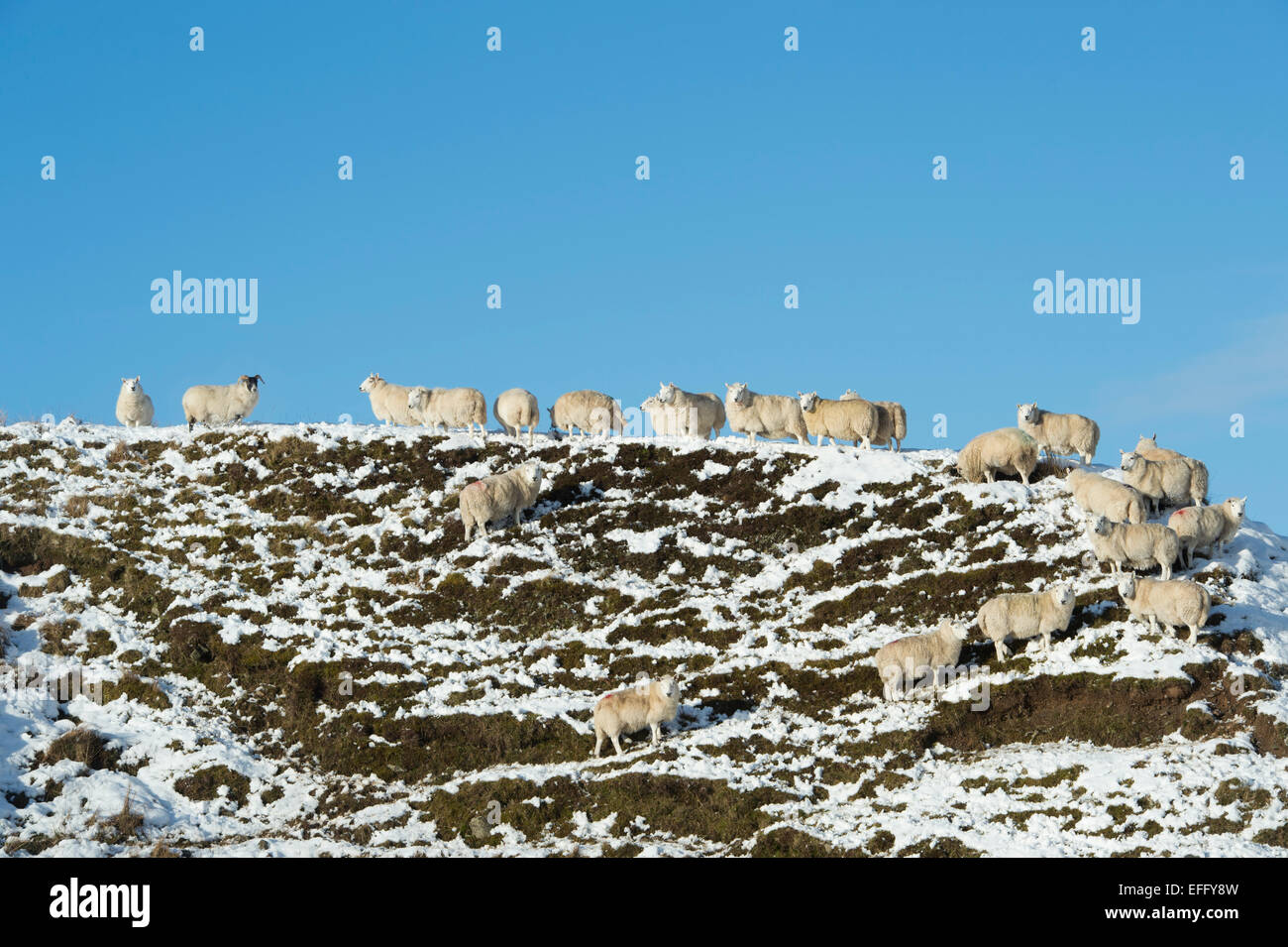 Sheep on a snowy hillside in winter. Scottish borders. Scotland Stock Photo