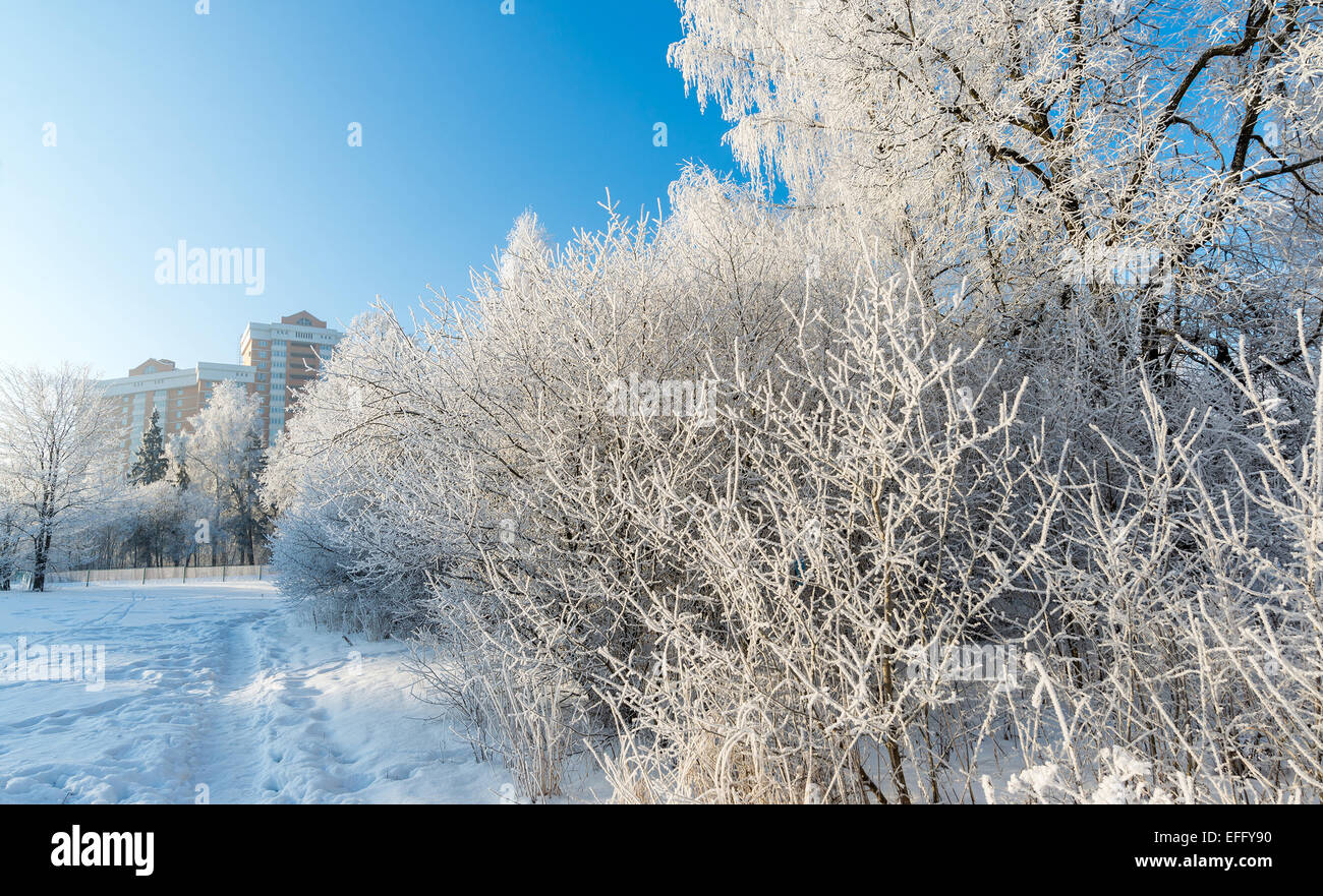 Snow-covered trees in the city of Moscow, Russia Stock Photo - Alamy