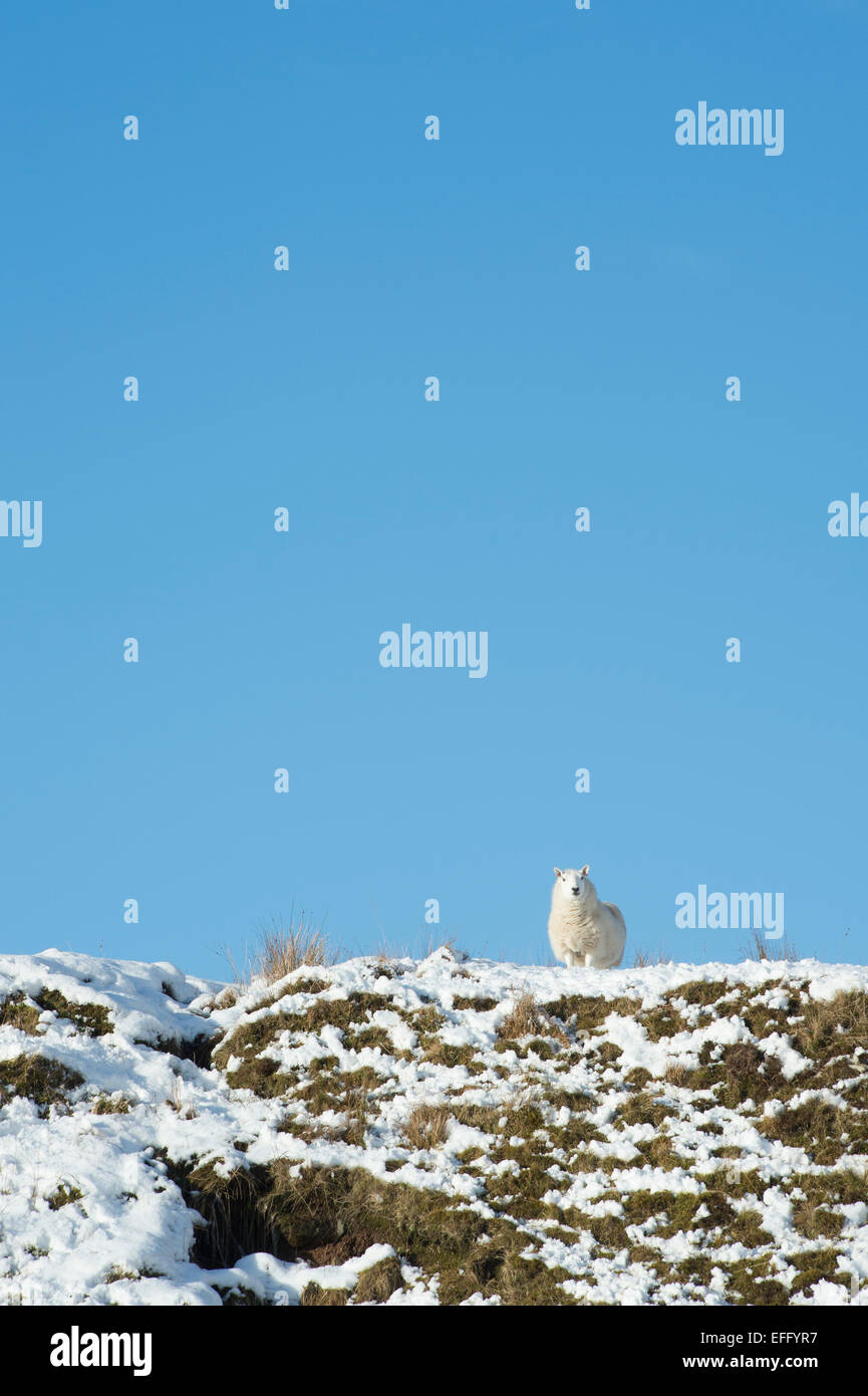 Single sheep on a snowy hillside in winter. Scottish borders. Scotland Stock Photo