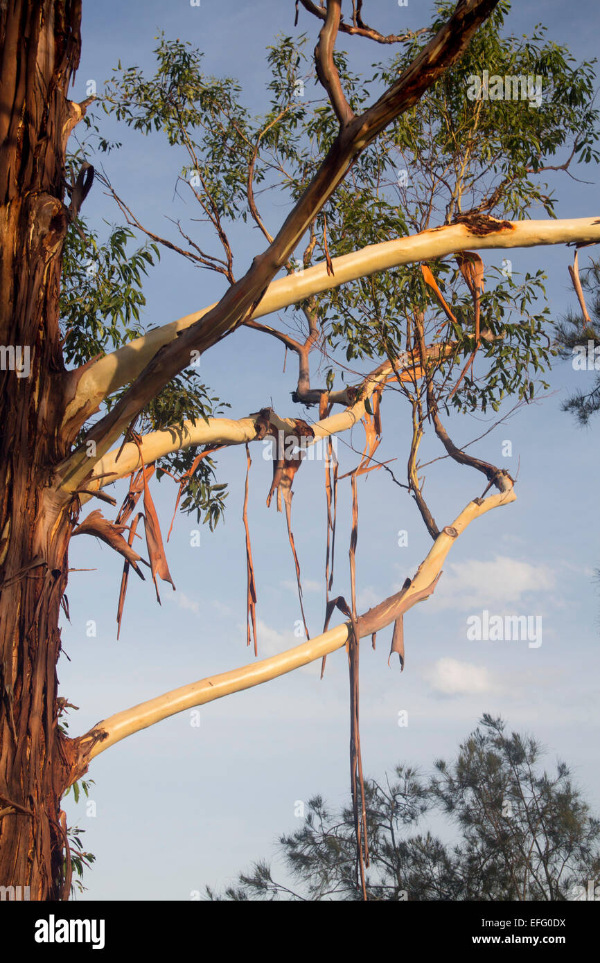Eucalyptus tree with peeling bark shedding in summer NSW Australia Stock Photo