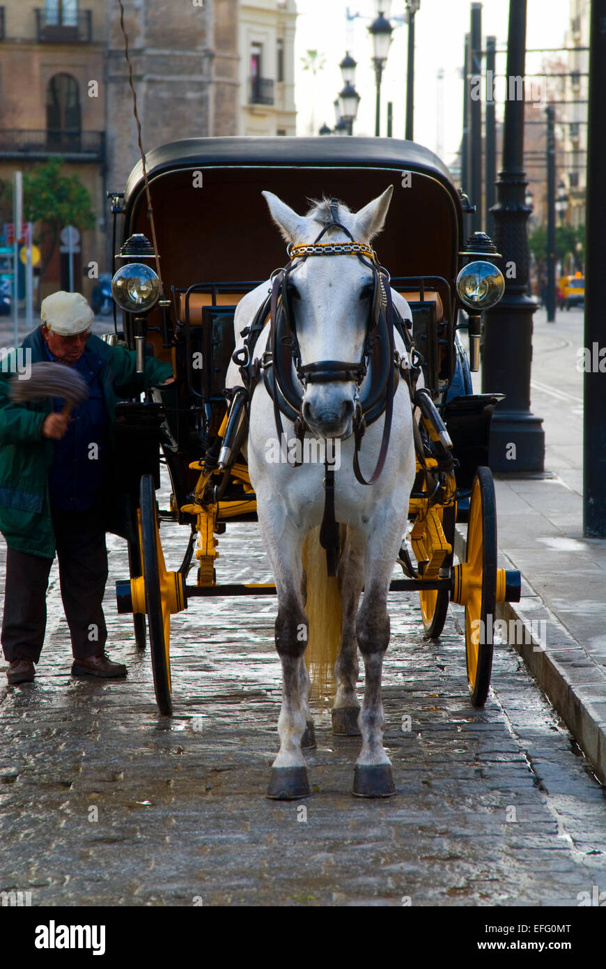 White horse and cart, Seville, Spain Stock Photo