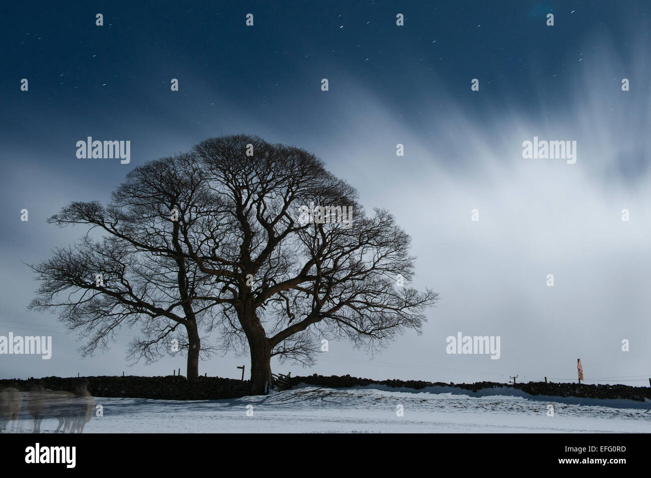 Trees lit up by moonlight, on a cold winters night, using a long exposure. Cumbria, UK Stock Photo