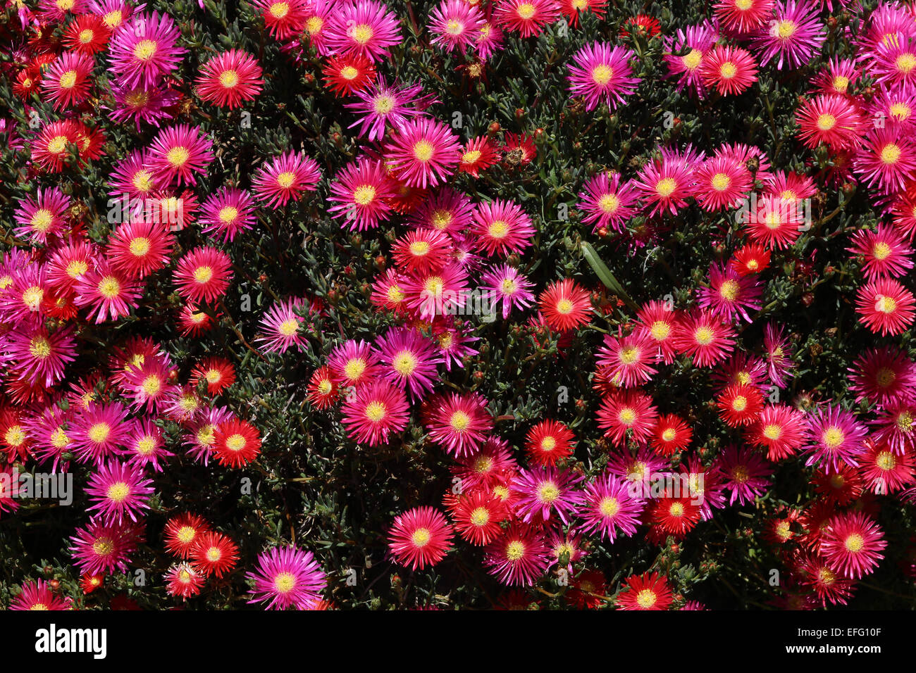 Pink flowers in a flower garden in Cotacachi, Ecuador Stock Photo
