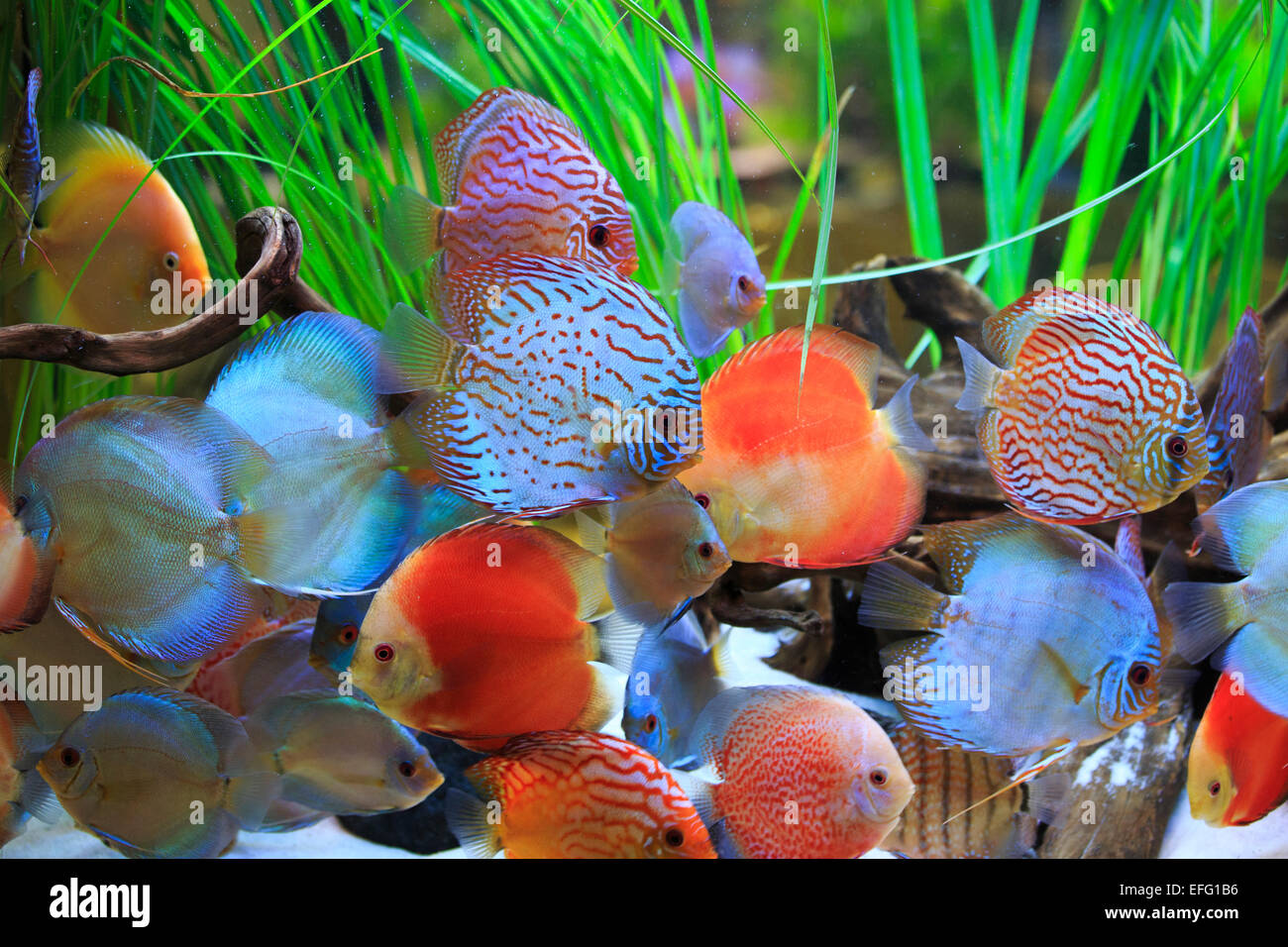symphysodon discus in a tank with aquatic plants Stock Photo Alamy