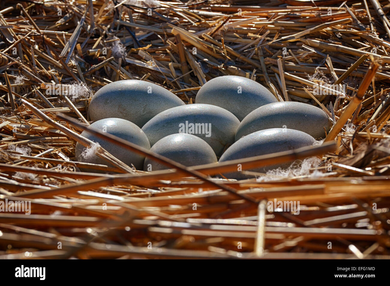 seven swan eggs in the nest, horizontal photo Stock Photo