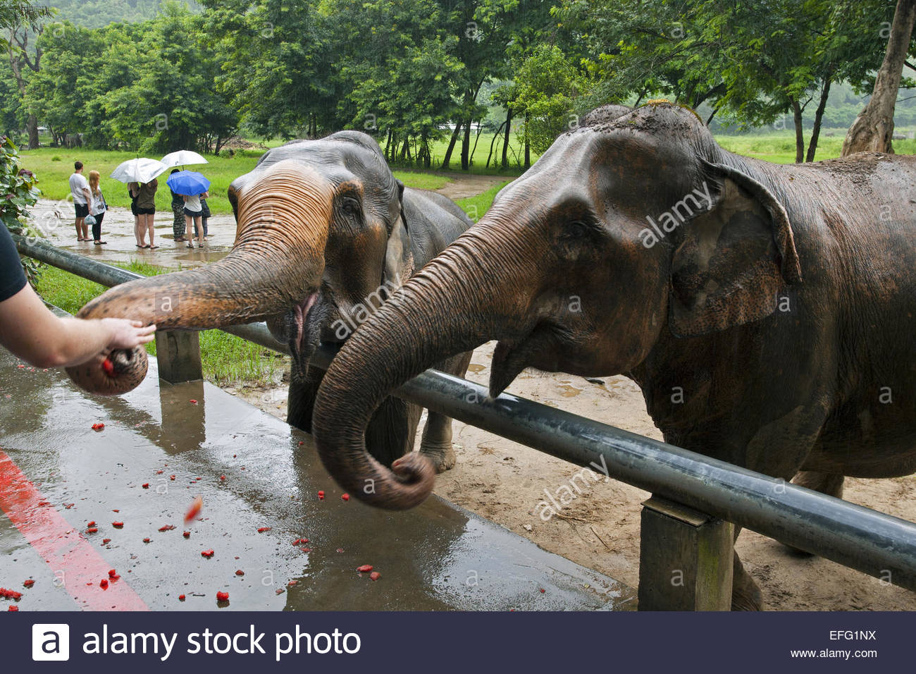 Tourists feeding Asian elephants at the Elephant Nature Park, rescue Stock  Photo - Alamy