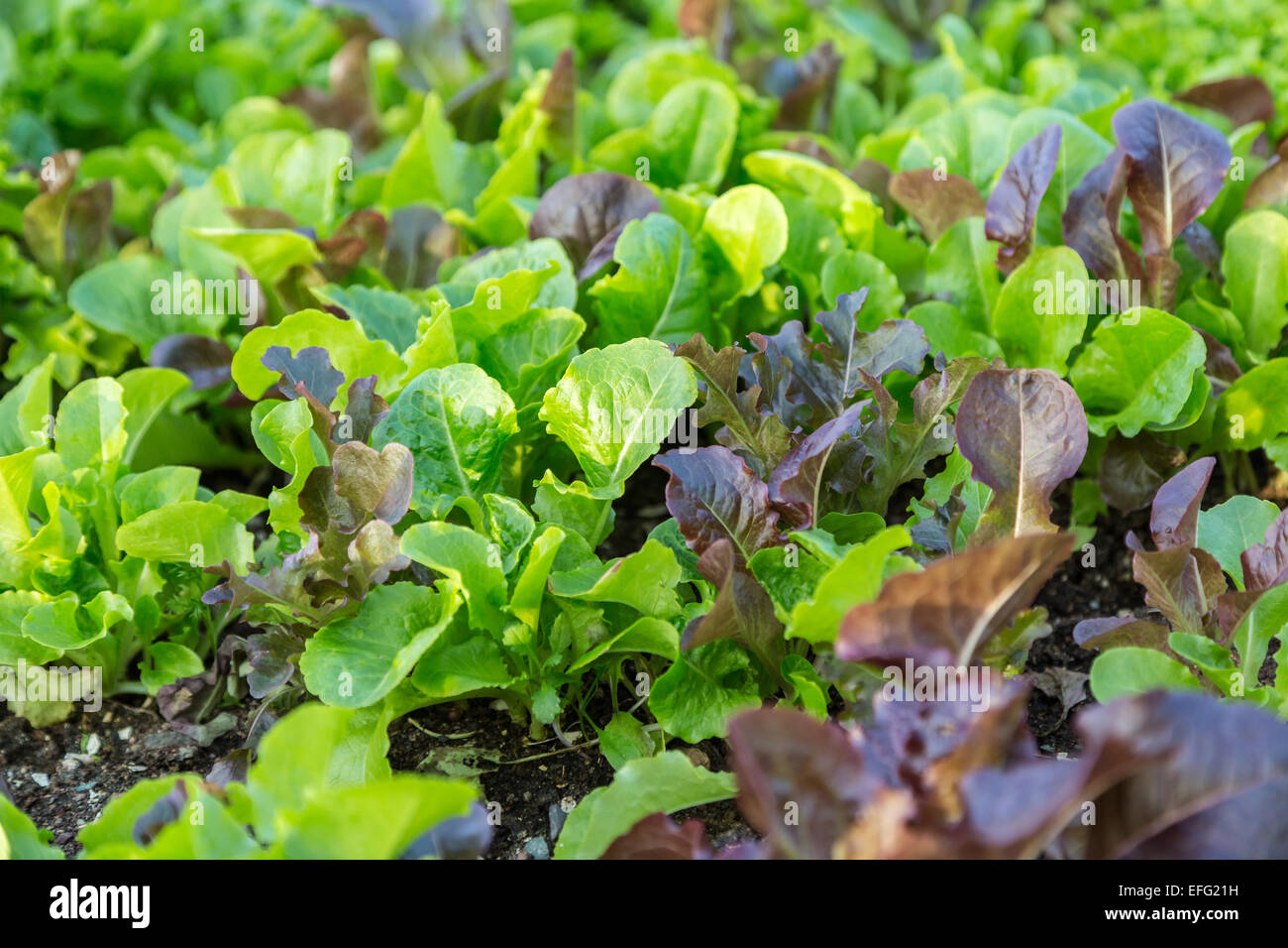 Multi colored leaf lettuce growing in the garden. Stock Photo