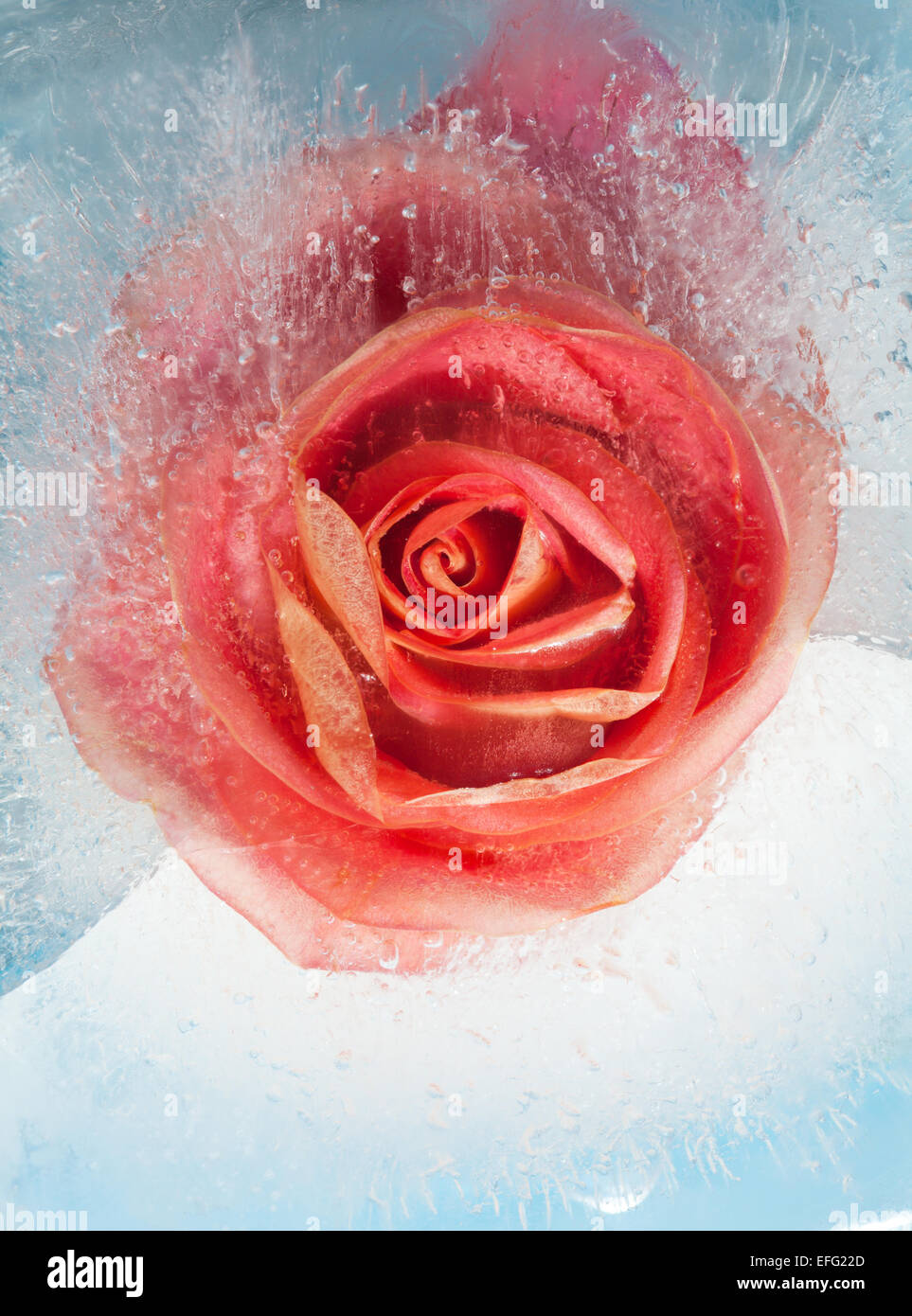 frozen flora - orage rose in  block of ice Stock Photo