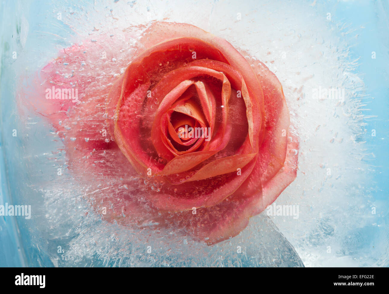 frozen flora - orage rose in  block of ice Stock Photo