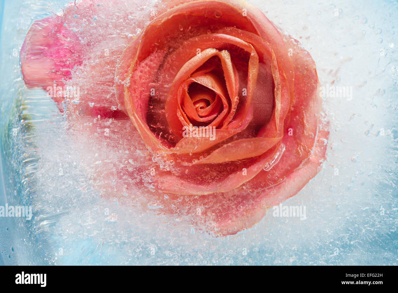 frozen flora - orange rose in  block of ice Stock Photo