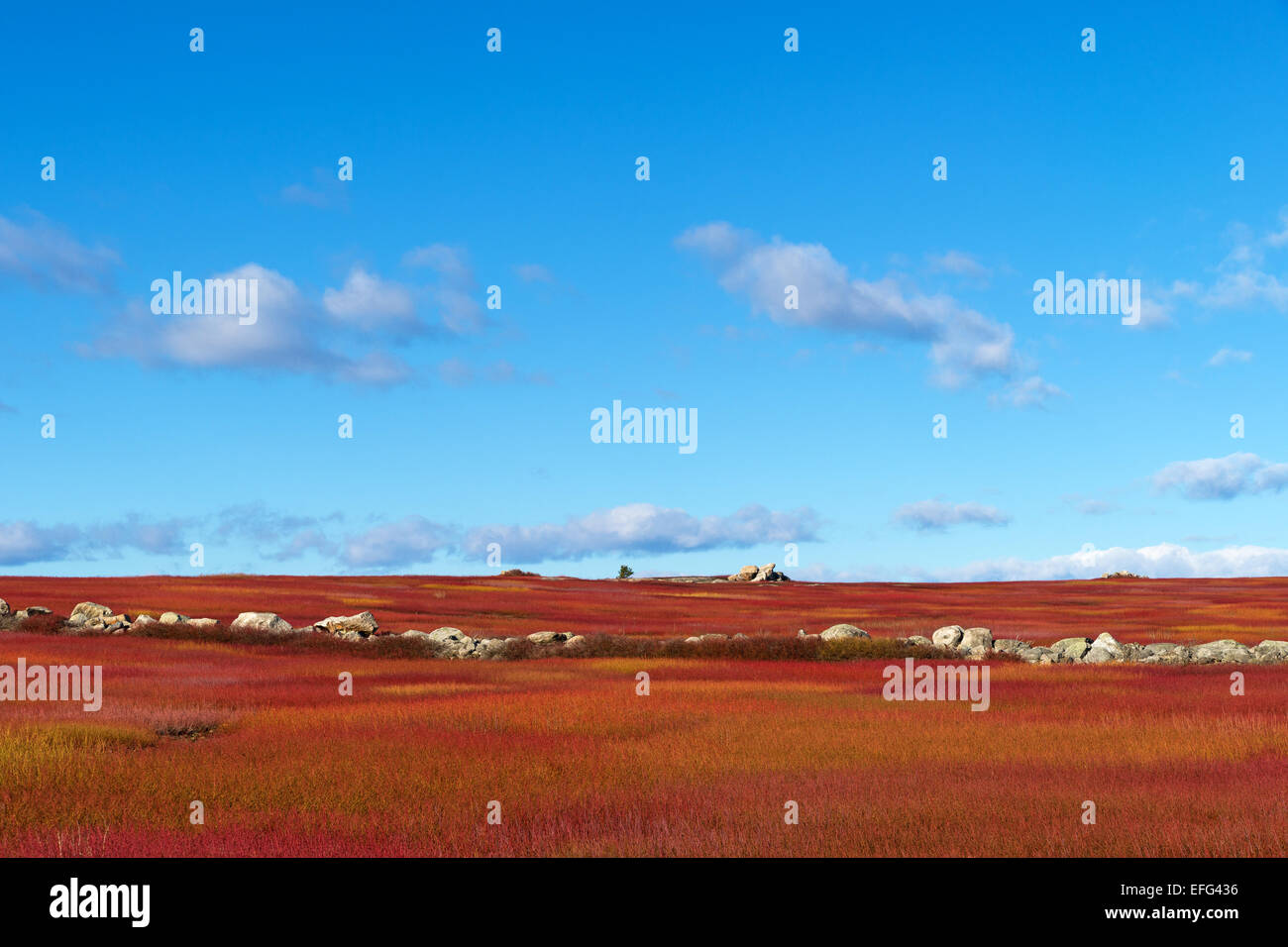 Blueberry fields in winter hires stock photography and images Alamy
