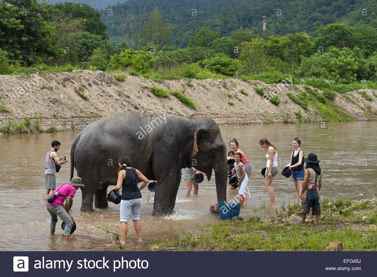 Tourists washing Asian elephant in river at the Elephant Nature Park Stock  Photo - Alamy