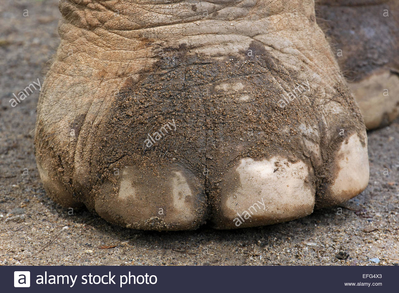 Elephant Toes Stock Photos & Elephant Toes Stock Images Alamy