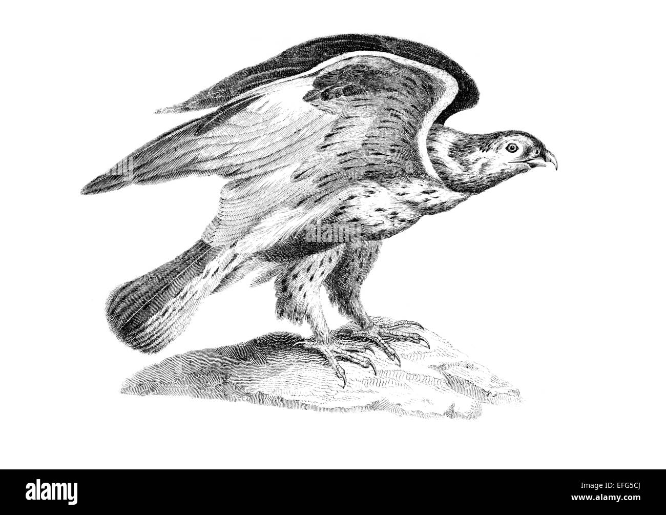 Buzzard Black and White Stock Photos & Images - Alamy
