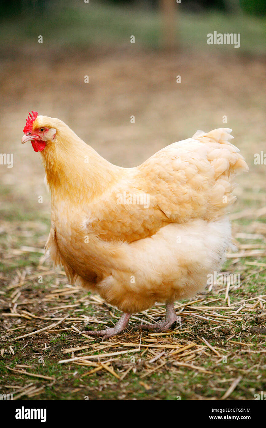 Orpington buff chicken hi-res stock photography and images - Alamy