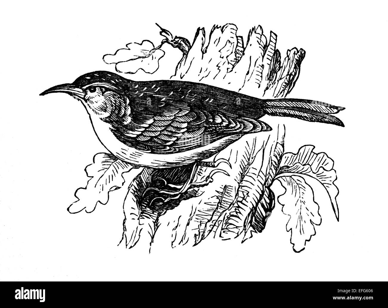 A treecreeper Black and White Stock Photos & Images Alamy