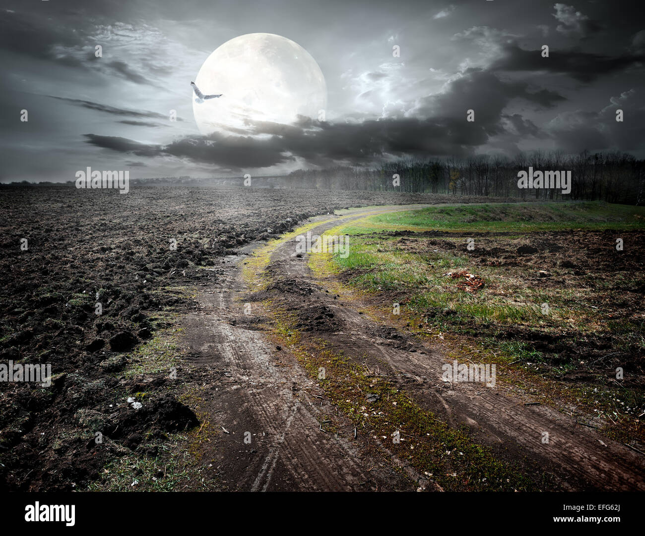 Country road under moon and flying bird. Elements of this image furnished by NASA Stock Photo