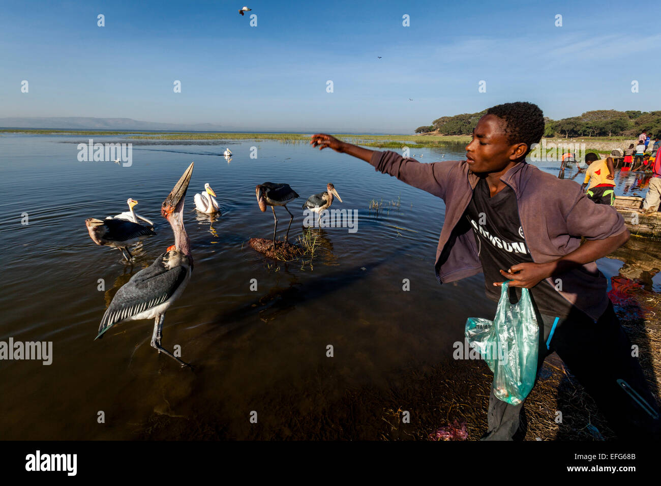 A Local Boy Feeds Marabou Storks and Pelicans With Fish Pieces, The Fish Market, Lake Hawassa, Hawassa, Ethiopia Stock Photo