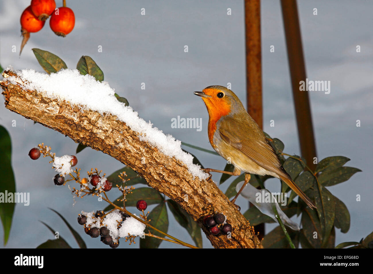 European Robin (Erithacus rubecula) perched in snowy environment Stock Photo