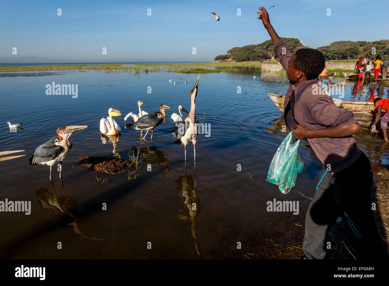 A Local Boy Feeds Marabou Storks and Pelicans With Fish Pieces, The Fish Market, Lake Hawassa, Hawassa, Ethiopia Stock Photo